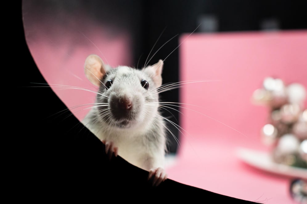 Rat at park